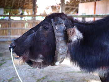 Close-up of black horse