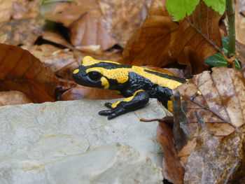 Close-up of fire salamander on rock