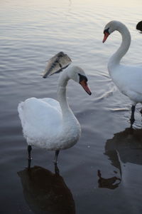 Swans in lake