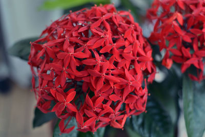 Close-up of red flowering plant