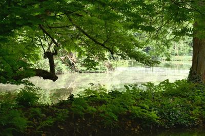 Scenic view of lake in forest