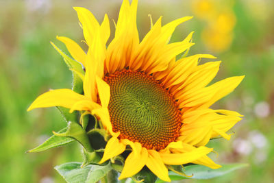 Close-up of yellow flower blooming outdoors