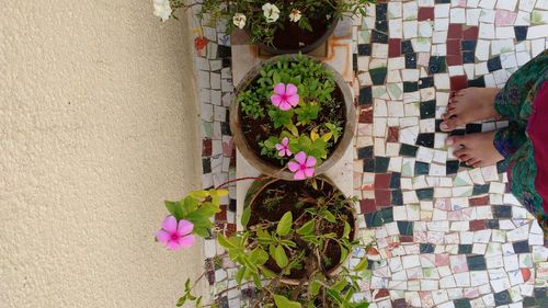 Directly above shot of potted plant