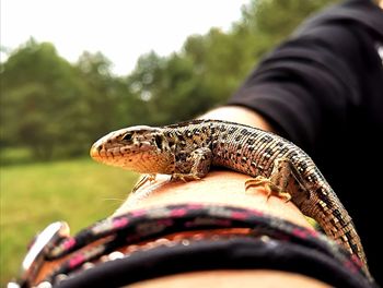 Close-up of a hand holding lizard