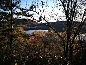 Scenic view of lake in forest against sky