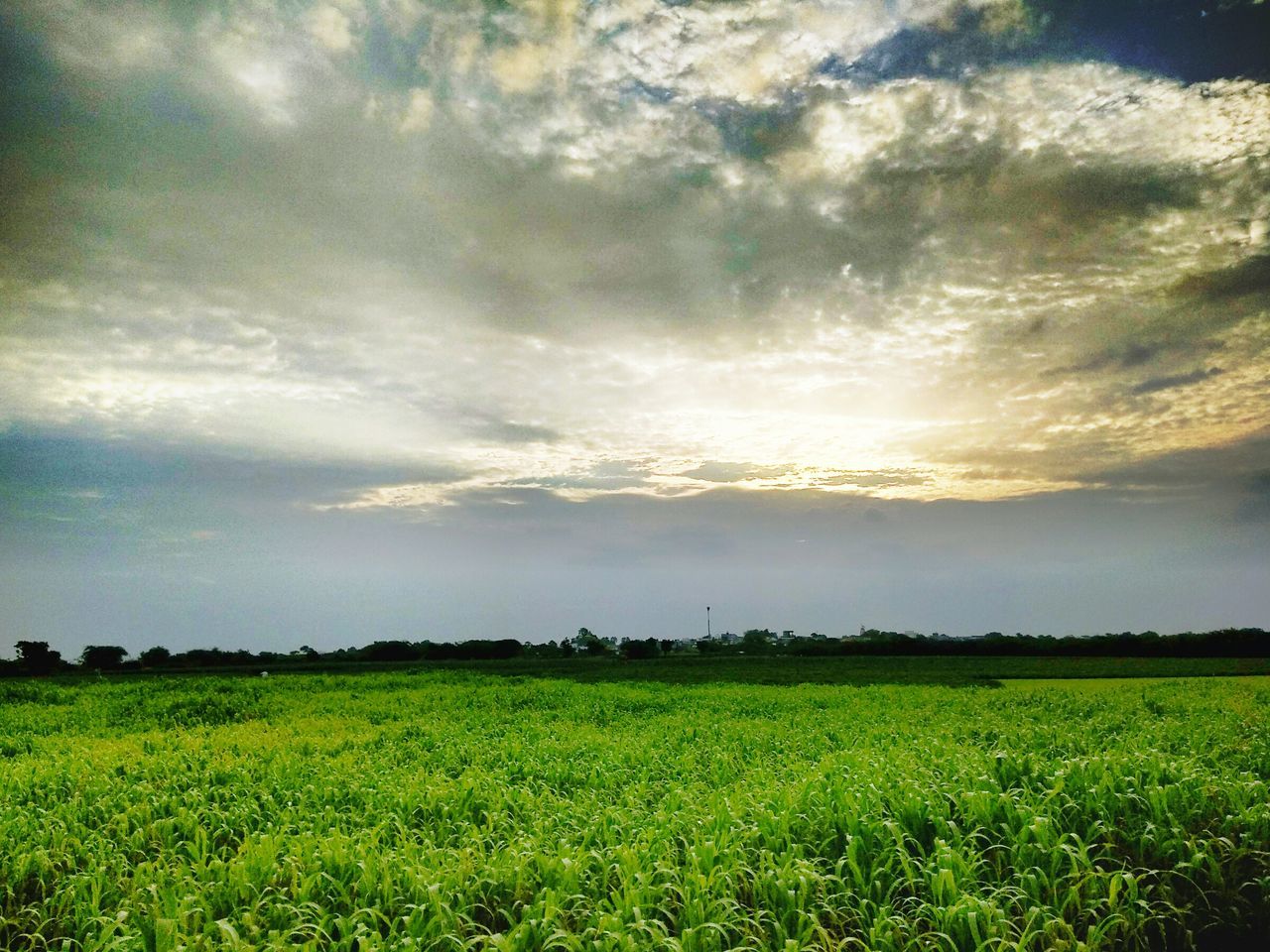 SCENIC VIEW OF FIELD AGAINST CLOUDY SKY