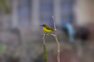 Close-up of bird perching on plant