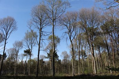 Low angle view of trees against clear sky