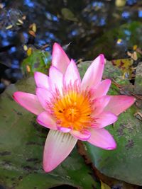 Close-up of pink water lily