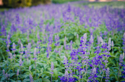 Close-up of purple lavender flowers on field