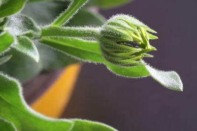 Close-up of green plant