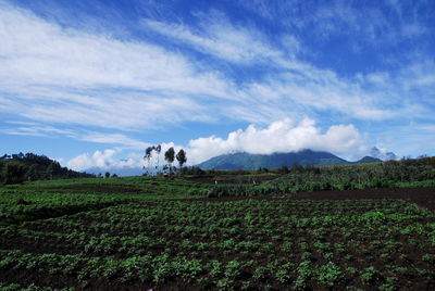 View of people on grassy field against cloudy sky