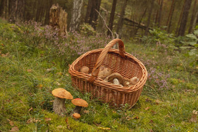 Mushrooms in basket on field