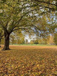 Trees on field during autumn