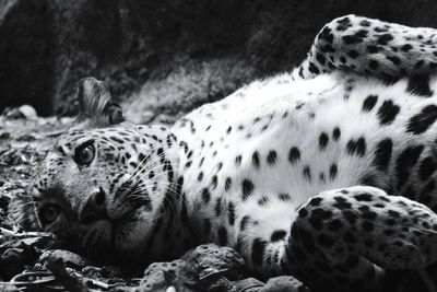 Close-up of a panda lying on ground