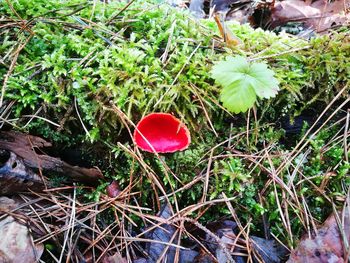 High angle view of red mushroom growing on field