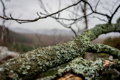 Close-up of lichen and moose on tree trunk