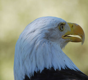 Close-up of eagle