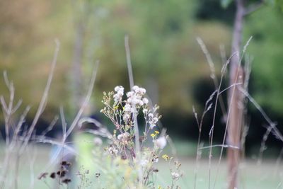 Close-up of flowering plants on field