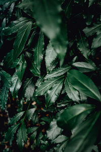 High angle view of leaves