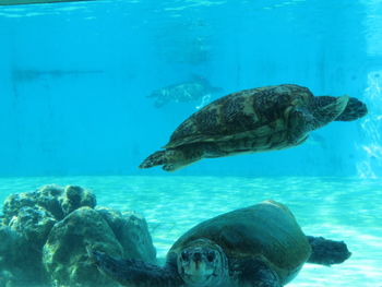 Close-up of turtle swimming in sea