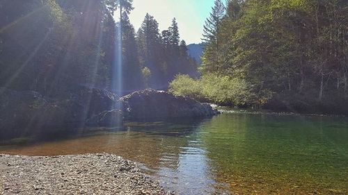 Stream flowing through forest