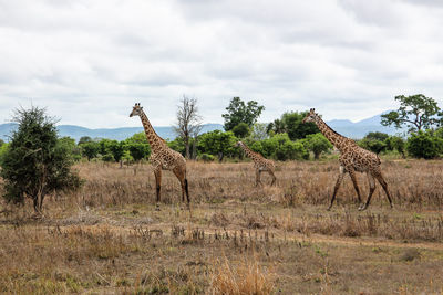 Wild african giraffes in mikumi national park in tanzania in africa on safari