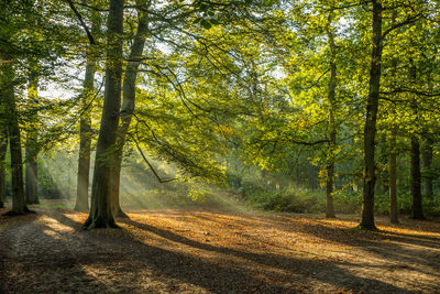 Trees in forest during autumn