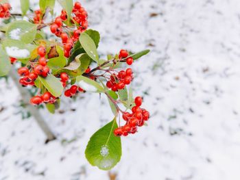 Close-up of red berries on plant