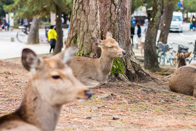 View of deer on tree trunk