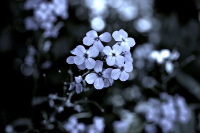 Close-up of purple flowering plant