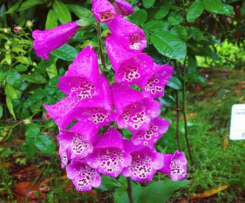 Close-up of wet pink flower