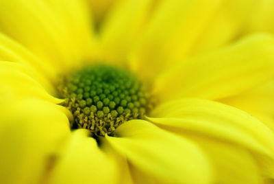 Macro shot of yellow flower