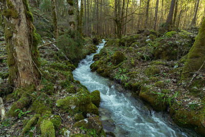 Stream flowing amidst trees in forest