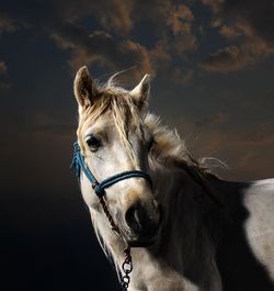 White horse against sky