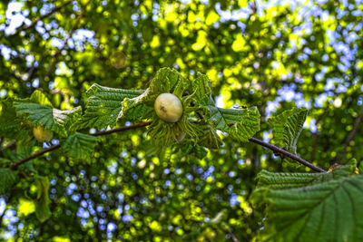 Close-up of berries growing on tree