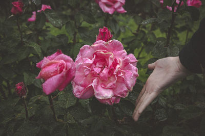 Close-up of hand holding pink rose