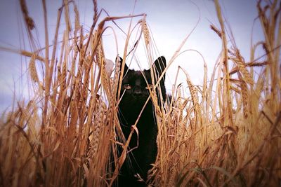 Wheat crop in field