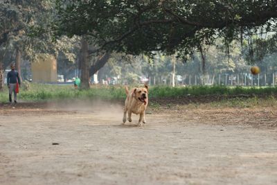 Dog on beach