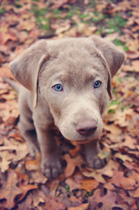 Puppy on field