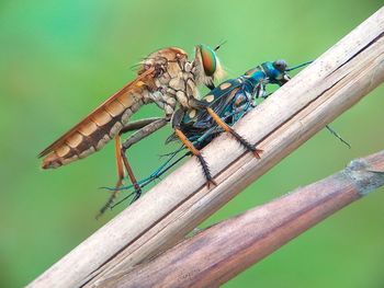 Close-up of insect perching on wood