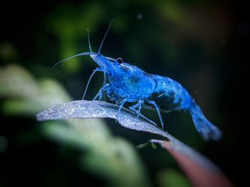 Close-up of insect