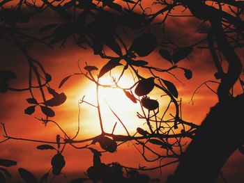 Close-up of silhouette tree against sky during sunset