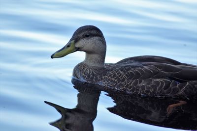 Close-up of female mallard duck swimming in lake