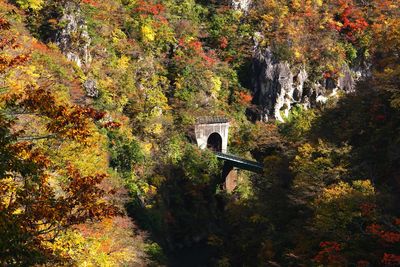 View of trees in forest during autumn