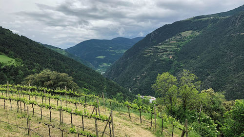 Scenic view of vineyard against sky