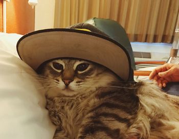 Close-up of cat on bed