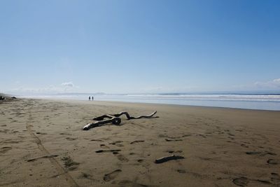 Driftwood on beach against sky