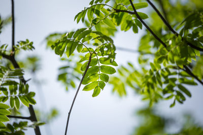 Beautiful rowan tree branches with leaves during spring season.