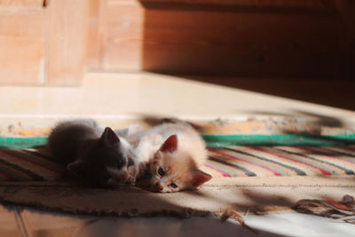 Close-up of kitten lying on floor